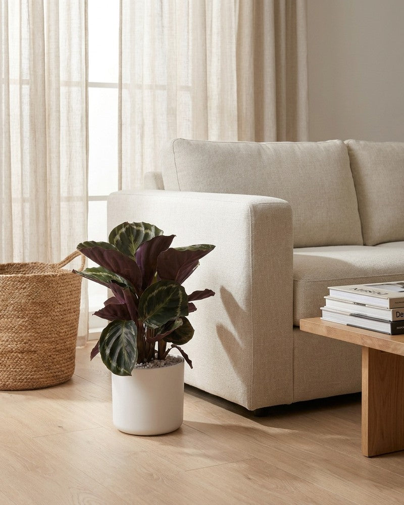 Calathea Roseopicta im weißen Lumi-Topf auf dem Holzboden neben einem cremefarbenen Sofa im hellen Wohnzimmer
