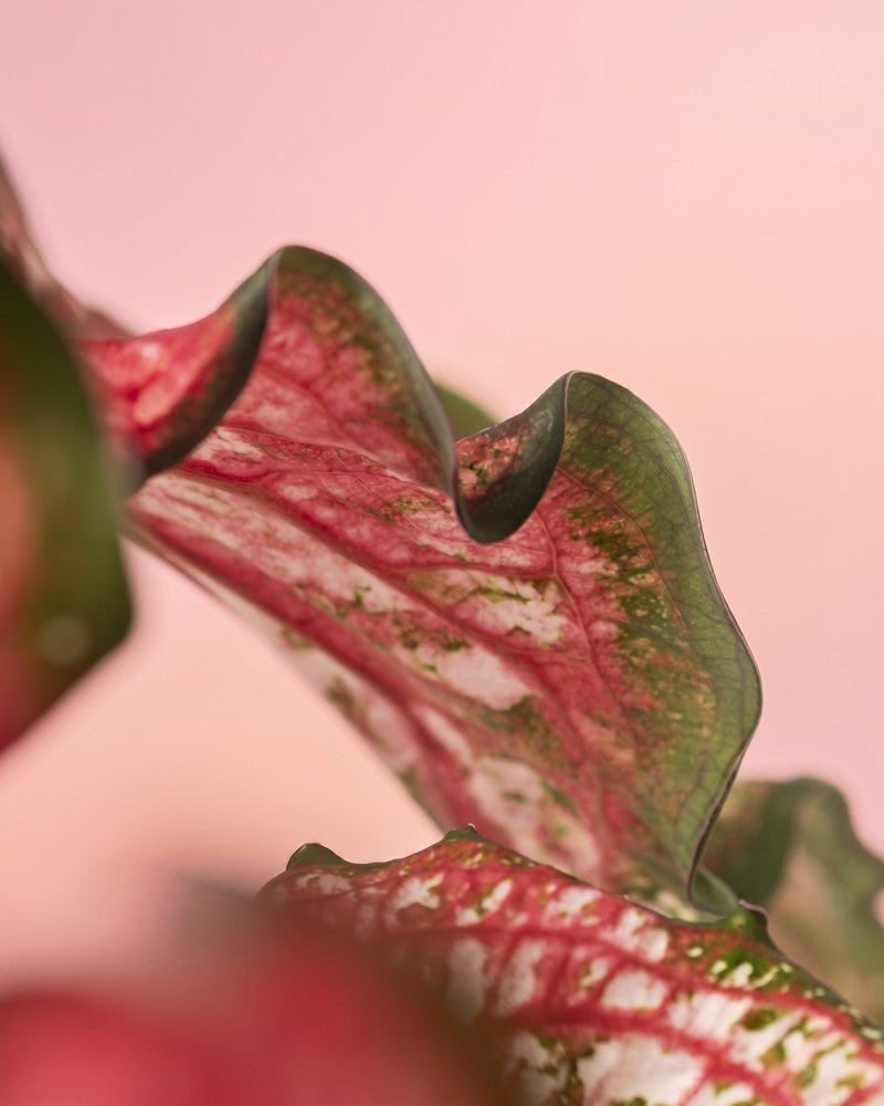 Ein gewelltes Blatt der Caladium „Pink Panther“ mit breitem grünem Rand, rosa-roter Mitte und weißen Tupfen vor einem zarten pfirsichfarbenen Hintergrund.