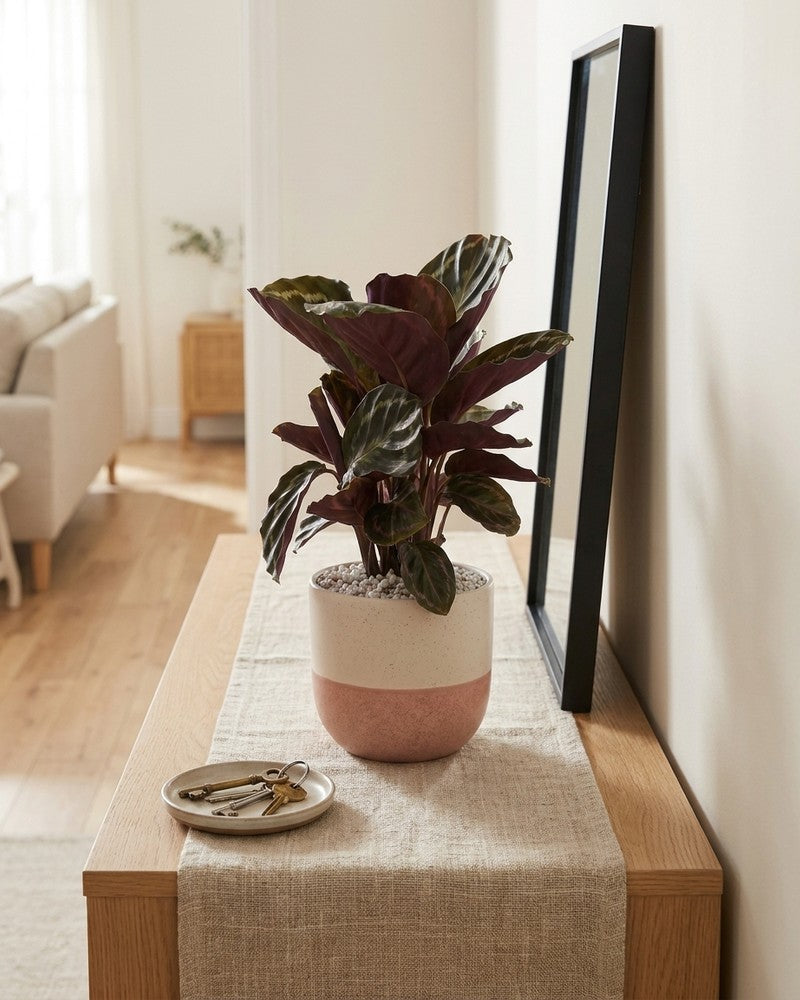 Calathea Roseopicta im Variado-Übertopf auf einer Konsole im Eingangsbereich neben Schlüsselschale und gerahmtem Bild