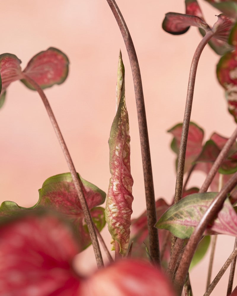 Mehrere Blätter und eine neu austreibende Blattrolle der Caladium „Pink Panther“ an schlanken Stielen vor einem weichen pfirsichfarbenen Hintergrund.