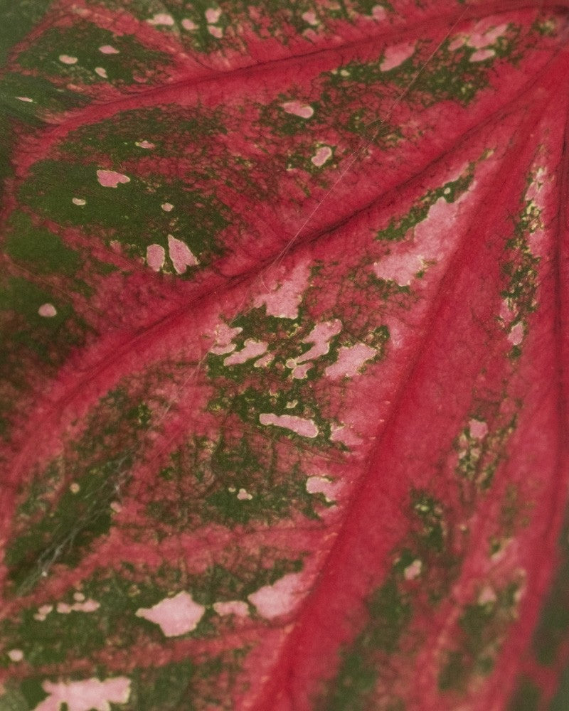 Makroaufnahme der Blattoberfläche der Caladium „Pink Panther“ mit kräftig roten Adern, grünen Feldern und leuchtend rosa Punkten.