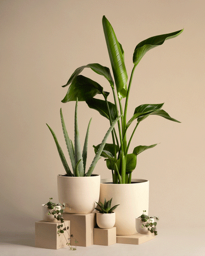 Pflanzen-Set für viel Licht