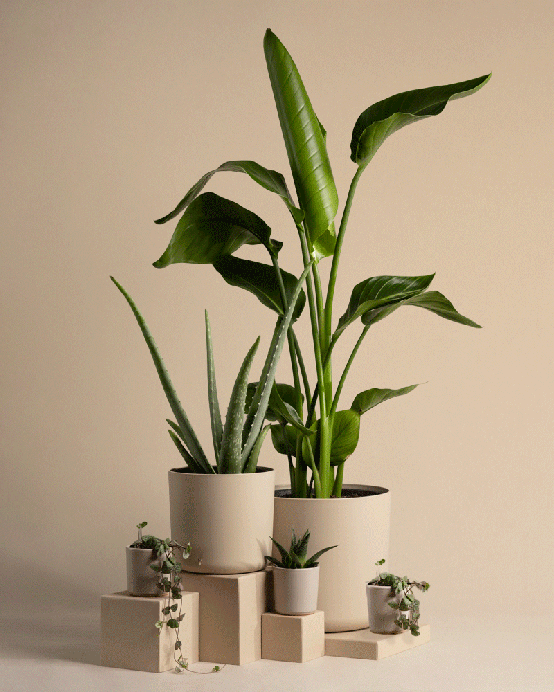 Pflanzen-Set für viel Licht