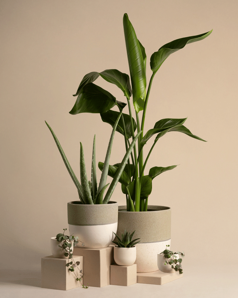 Pflanzen-Set für viel Licht