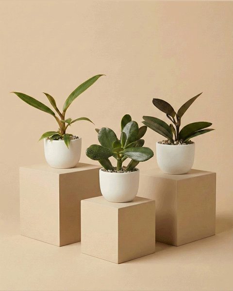 Deine Wohlfuehloase – feey GmbH Deine Wohlfuehloase – feey GmbH