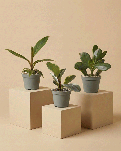 Deine Wohlfuehloase – feey GmbH Deine Wohlfuehloase – feey GmbH