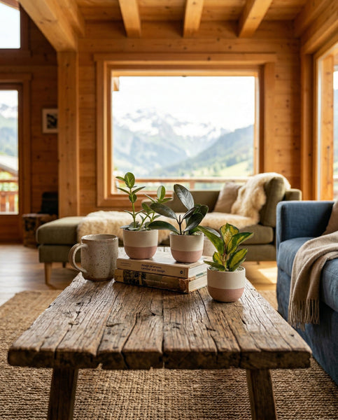 Ein rustikaler hölzerner Couchtisch mit einem Baby Hoya (3er-Set) - Fee, Tasse und Büchern steht in einem gemütlichen Wohnzimmer mit Holzwänden, einer Couch und großen Fenstern mit Blick auf schneebedeckte Berge.