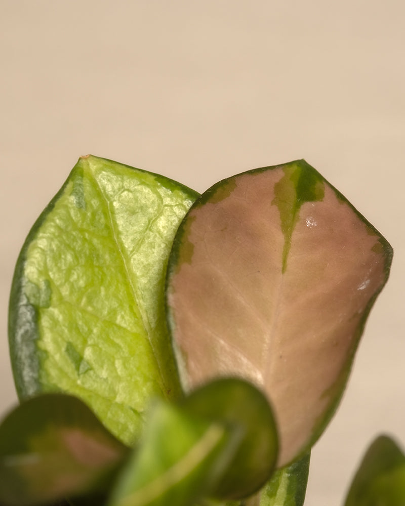 Nahaufnahme von zwei Baby Hoya (3er-Set) - feey Blättern: eines ist gesund und grün, das andere hat braune und hellbraune Flecken, die auf mögliche Schäden oder Krankheiten hinweisen - was selbst bei pflegeleichten Baby-Pflanzen üblich ist. Der Hintergrund ist schlicht und unscharf.