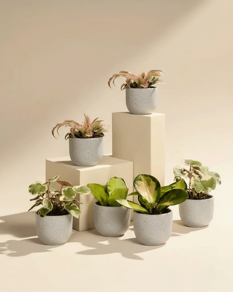 Sechs getopfte Rosa Babypflanzen (6er Set), darunter der leuchtende Cryptanthus bivittatus 'Pink Star', werden auf und um drei cremefarbene Sockel herum vor einem beigen Hintergrund bei sanfter, diffuser Beleuchtung präsentiert.