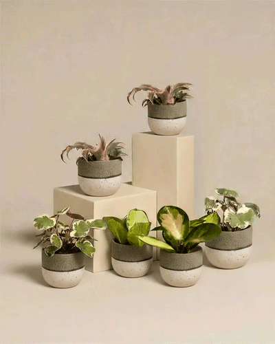 Sechs Rosa Babypflanzen (6er Set), darunter Sorten wie Cryptanthus bivittatus 'Pink Star', stehen in weißen Töpfen mit einem grauen Streifen auf beigen Blöcken und heben ihre grünen und panaschierten Blätter vor einem neutralen Hintergrund hervor.