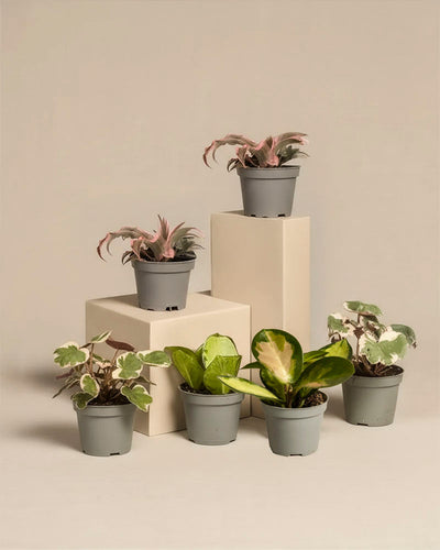 Sechs kleine getopfte "Rosa Babypflanzen" mit einer Vielzahl von Blattformen und -farben werden auf und um zwei beigefarbene Displayblöcke vor einem neutralen Hintergrund präsentiert.