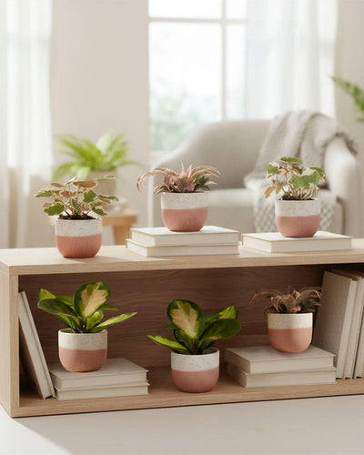 Ein Holzregal zeigt Rosa Babypflanzen (6er Set) in rosa und weißen Töpfen zwischen Bücherstapeln, mit einem hellen Wohnzimmer und üppigen grünen Pflanzen im Hintergrund.