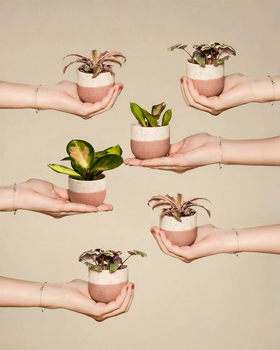 Sechs Hände halten jeweils eine einzigartige Blattpflanze aus dem Rosa Babypflanzen (6er Set), wie Cryptanthus bivittatus 'Pink Star' und Hoya australis 'Lisa', die symmetrisch vor einem beigen Hintergrund angeordnet sind.