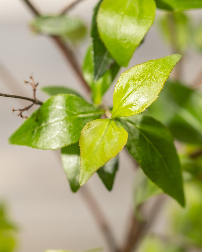 Nahaufnahme mehrerer hellgrüner Blätter mit glänzender Oberfläche, die an dünnen braunen Zweigen befestigt sind und einen asiatischen Touch verströmen. Der Hintergrund ist sanft verschwommen, wodurch die Blätter scharf hervorgehoben werden. Die Abelia grandiflora zeigen eine leichte Variation in den Grüntönen.