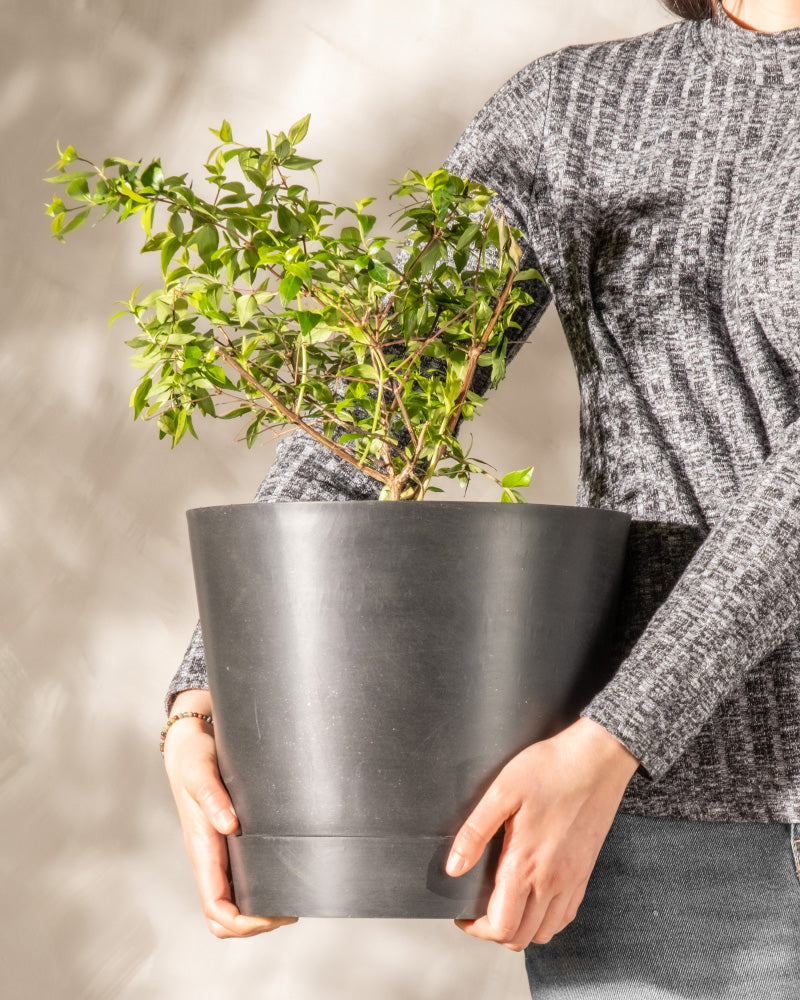 Eine Person in grauem Pullover und Blue Jeans hält einen großen schwarzen Topf mit einer Abelia grandiflora. Der Hintergrund ist schlicht und hell gehalten, was den asiatischen Touch der Pflanze betont. Die Hände der Person und das üppige Grün sind sorgfältig eingerahmt.