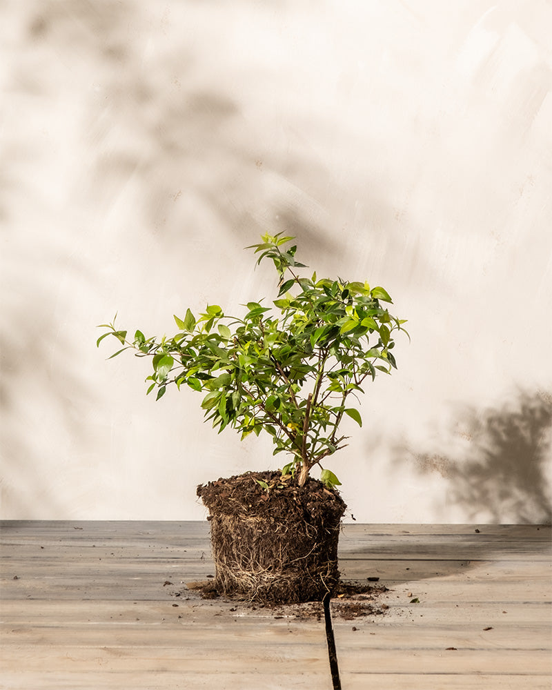 Eine kleine grüne Pflanze mit freiliegenden Wurzeln steht auf einem hellen Holzboden vor einer schlichten beigen Wand. Die Pflanze, eine Abelia grandiflora, hat gesunde, leuchtend grüne Blätter und zarte weiß-rosa Blüten, wobei die Blätter Schatten auf die Wand dahinter werfen.