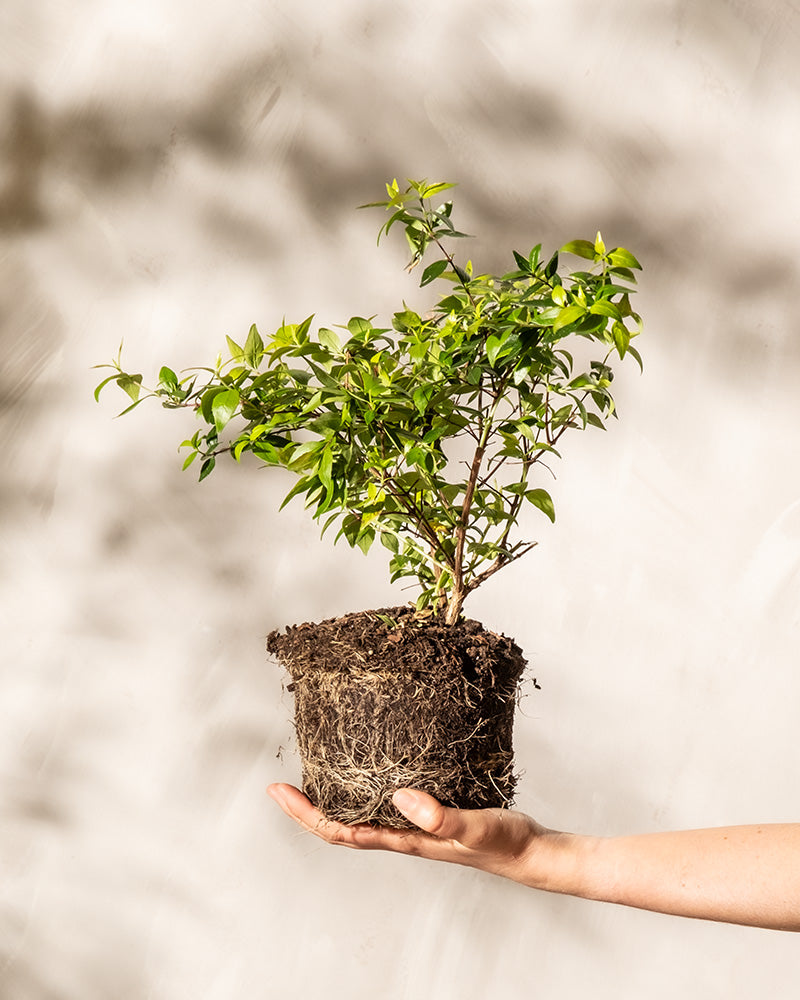 Eine Hand hält eine kleine Abelia grandiflora im Topf, deren Wurzeln und Erde freiliegen. Die Pflanze hat hellgrüne Blätter, schlanke Zweige und zarte weiß-rosa Blüten vor einem verschwommenen, hellen Hintergrund. Das Sonnenlicht erzeugt subtile Schatten, die das leuchtende Laub der Pflanze hervorheben.