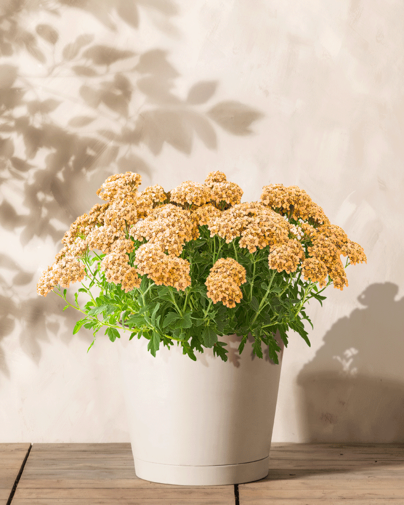 Schafgarbe (orange-braun)