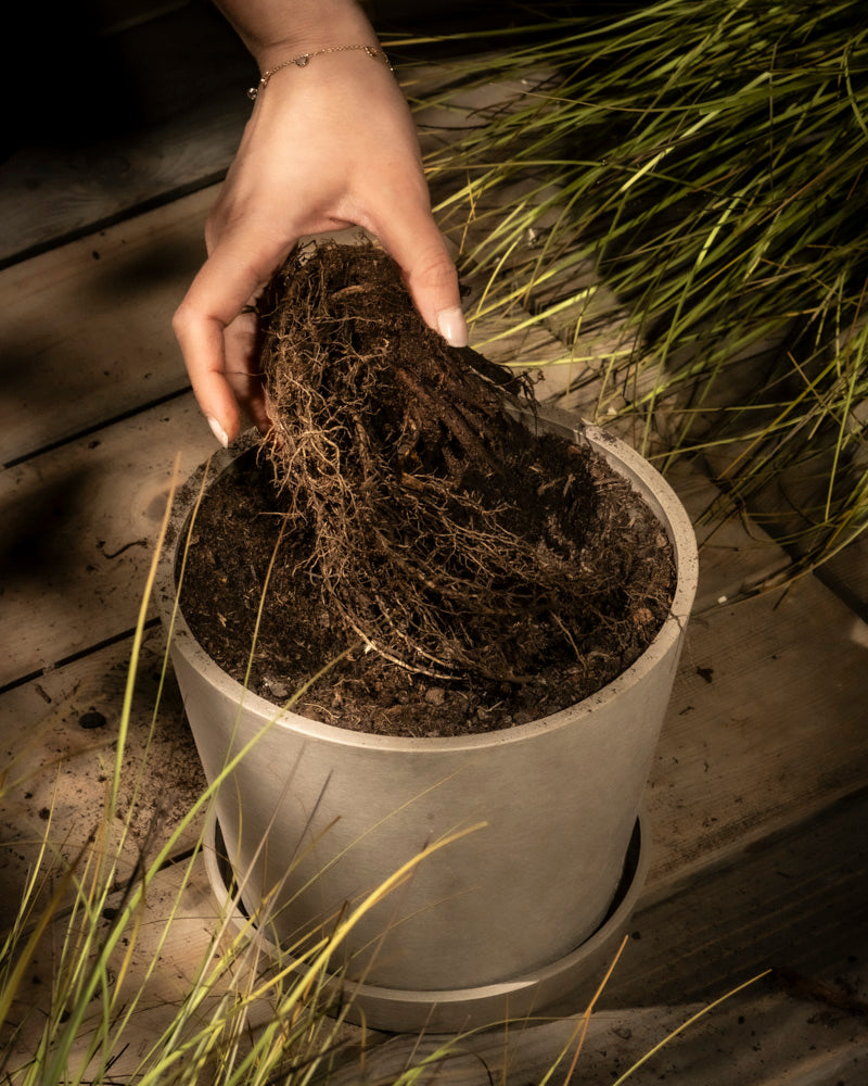 Eine Hand setzt eine Schafgarbe (orange-braun) mit freiliegendem Rhizom in einen weißen Topf mit Erde, der auf einer Holzoberfläche inmitten von grünem Gras steht.