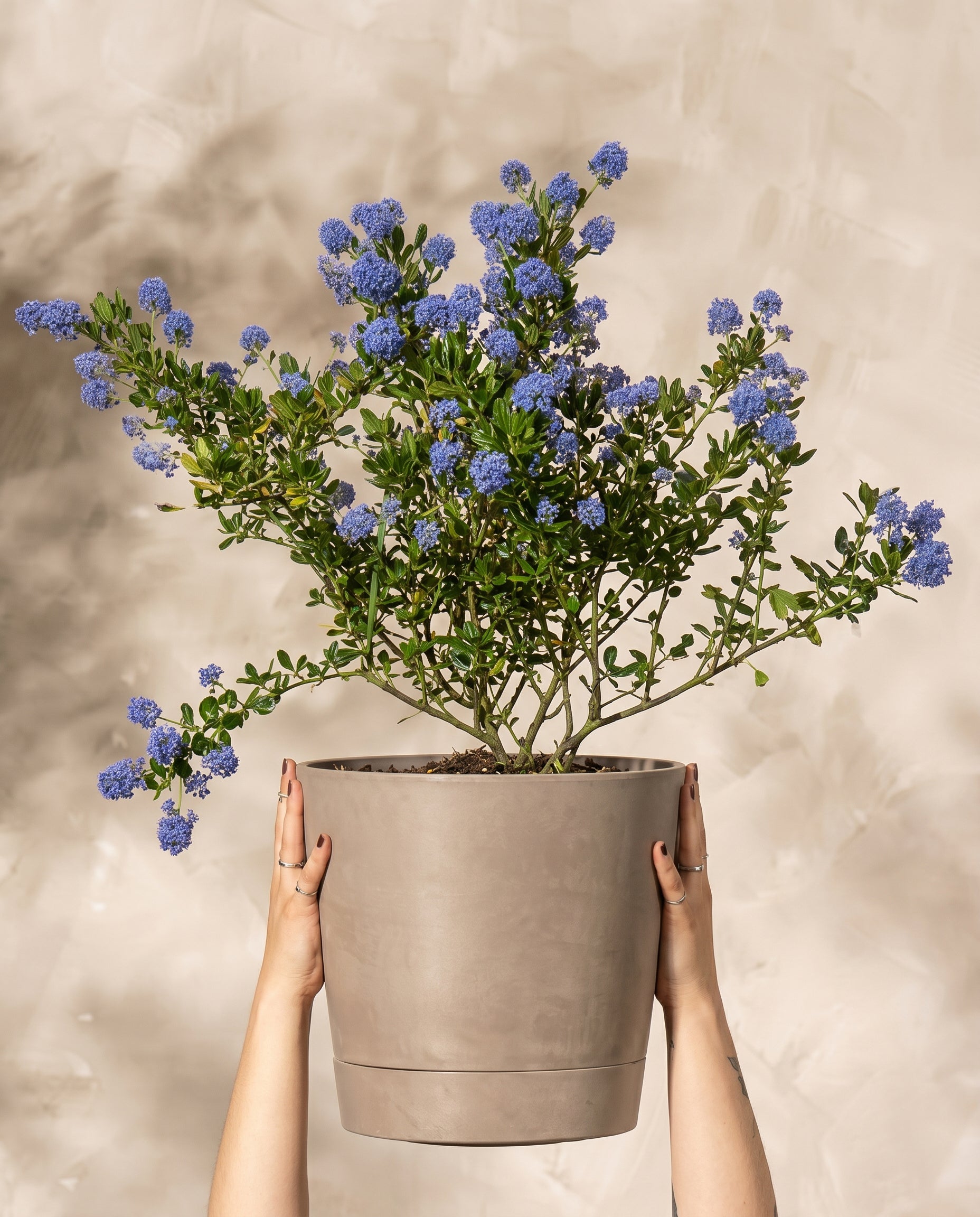 Eine Frau hält Blaue Säckelblume in einem Topf