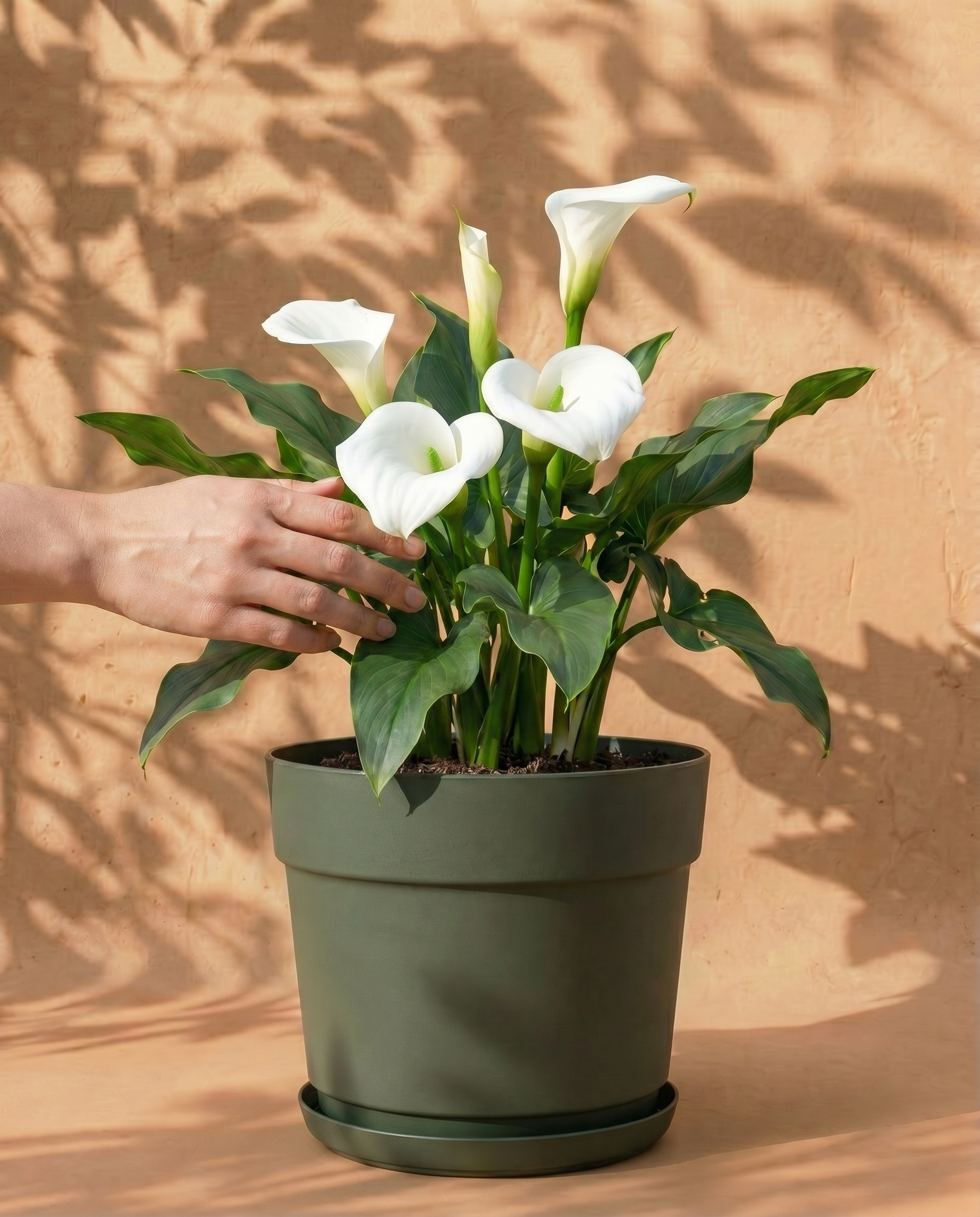 Weisse Calla im grauen Bloom-Übertopf mit dekorativem Band und Untersetzer
