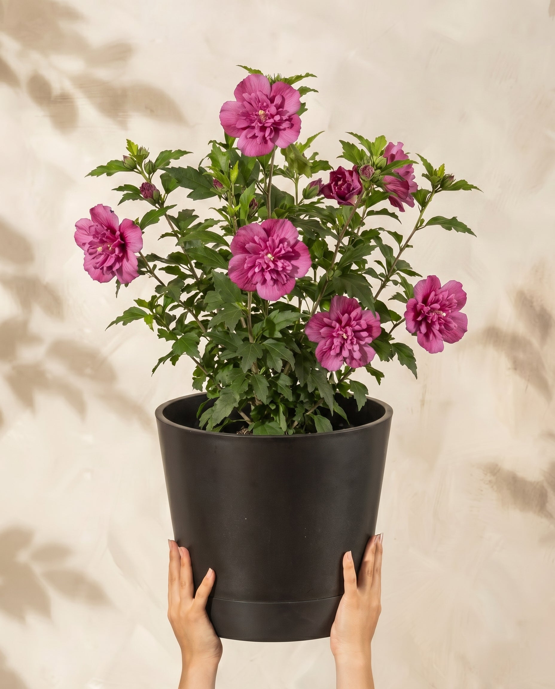Die Hände halten einen schwarzen Blumentopf mit einem grünen Pinker Hibiskus hoch, der vor einem hellen, strukturierten Hintergrund eine blühende, rosafarbene Blume zeigt - perfekt, um Ihre Terrasse oder Ihren Garten zu verschönern.