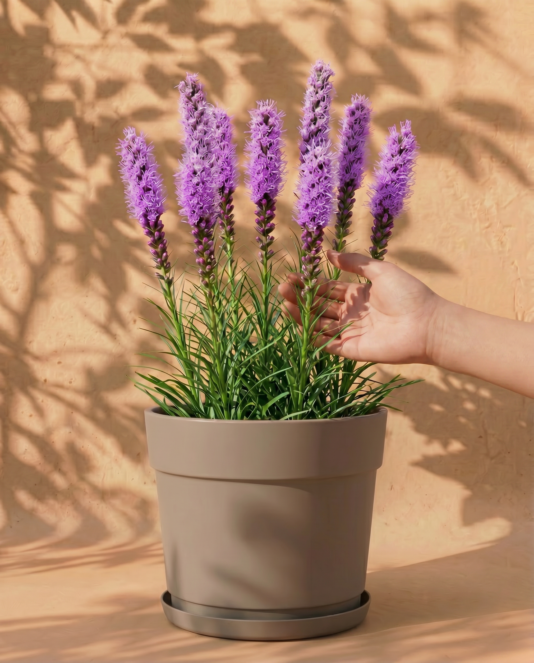 Violette Prachtscharte in verschiedenen Bloom-Übertöpfen mit dekorativer Bandverzierung auf sandfarbenem Hintergrund