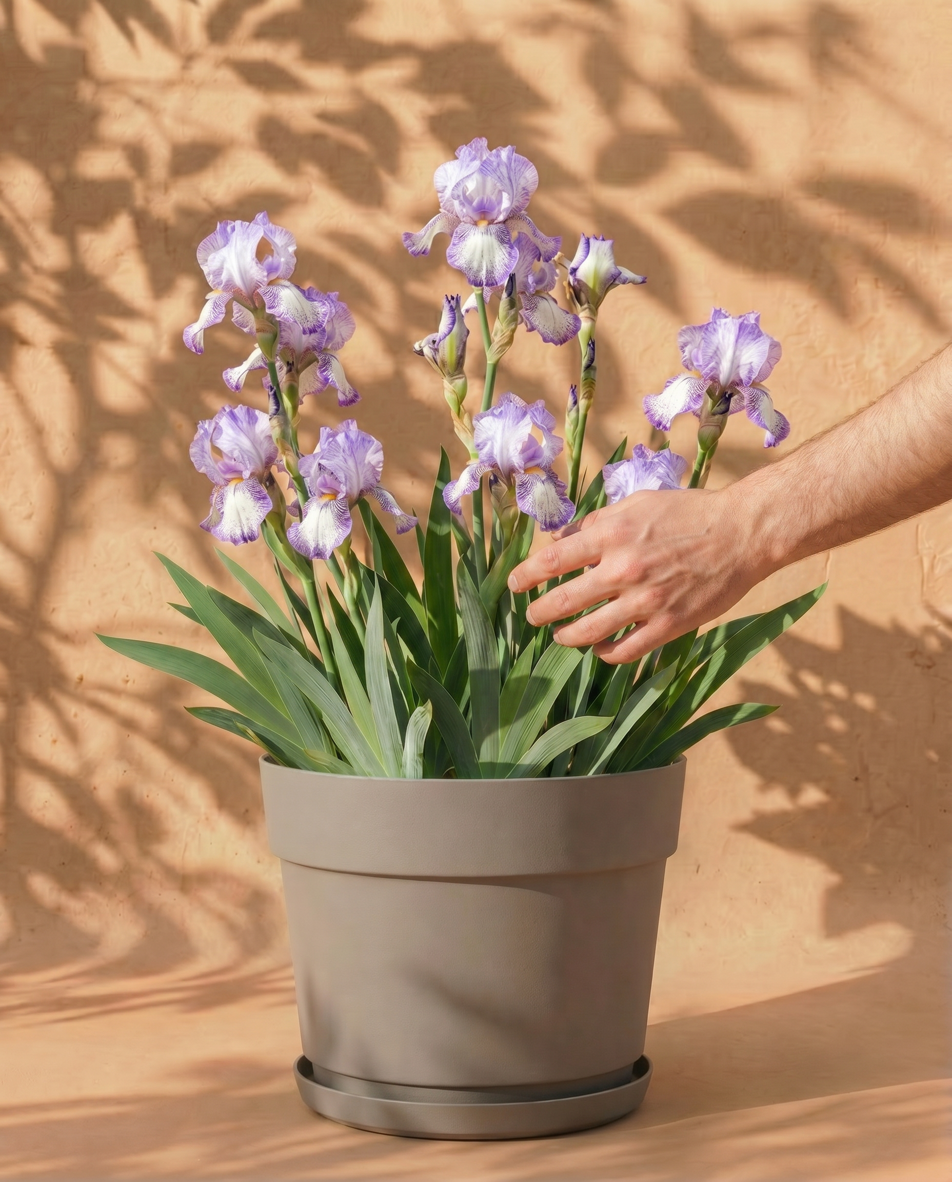 Weiss-violette Iris im grauen Bloom-Übertopf mit dekorativem Band und Untersetzer