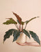 Eine Hand hält einen Philodendron 'Pluto' • feey mit breit ausladenden, tief gelappten und glänzend dunkelgrünen Blättern, korallenroten Blattstielen und einem kupferbraunen jungen Blatt in einem cremefarbenen Direito-Topf vor hellbeigem Hintergrund.