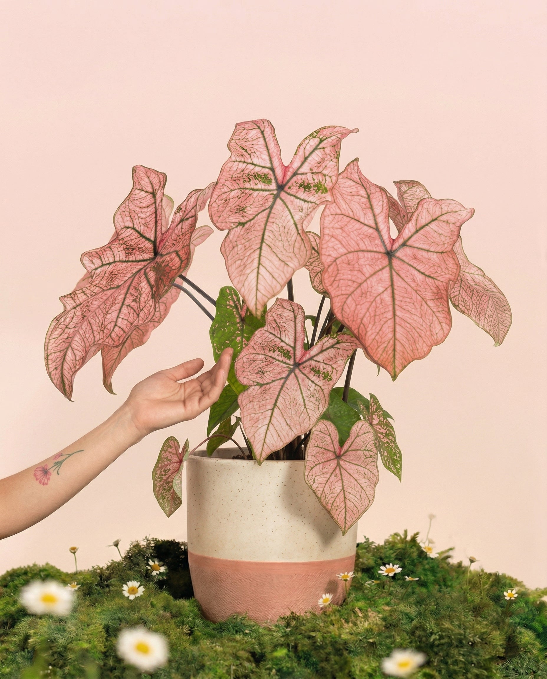Eine Hand berührt sanft die leuchtenden Blätter von Caladium 'Spring Fling' in einem zweifarbigen Keramiktopf, der auf Moos mit kleinen weißen Blüten vor einem blassrosa Hintergrund steht - und damit diese atemberaubende Zimmerpflanze hervorhebt.