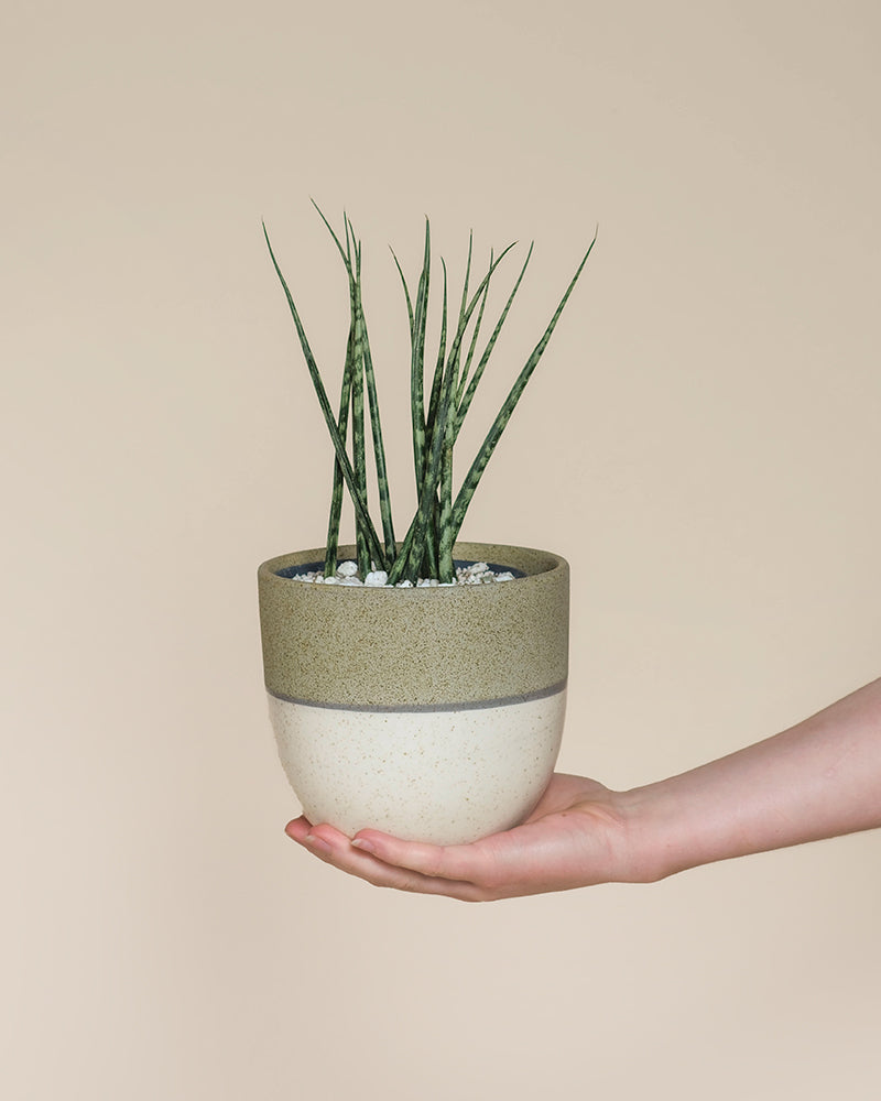 Eine Hand hält eine Sansevieria 'Mikado' - eine Fee mit großen, dünnen Blättern in einem zweifarbigen beige-grünen Keramiktopf vor einem schlichten hellbeigen Hintergrund.
