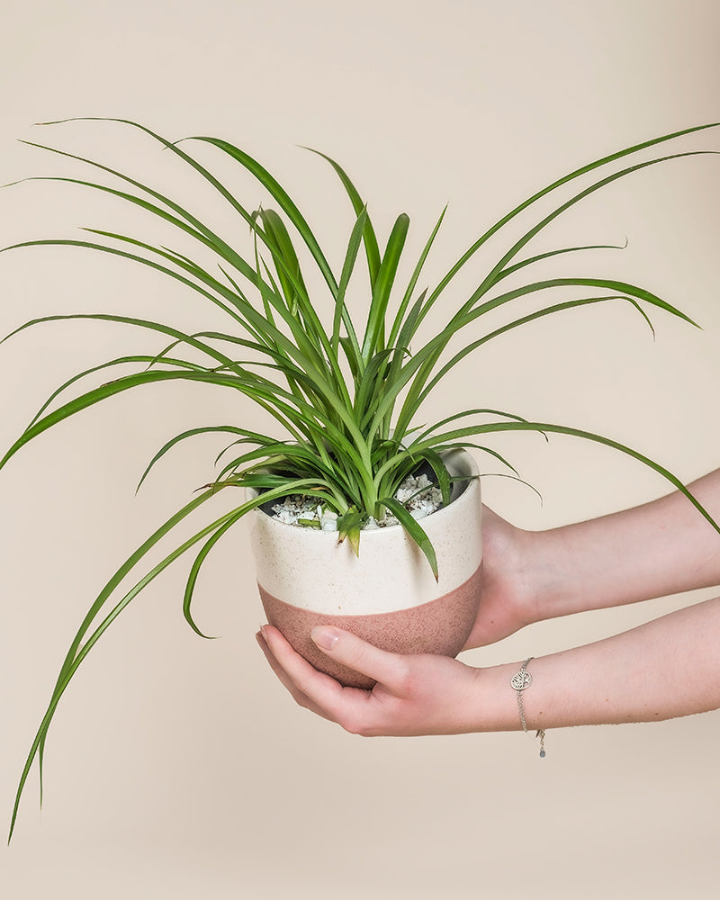 Eine Hand mit Silberarmband hält eine Grüne Grünlilie mit langen, bogenförmigen grünen Blättern in einem beigefarbenen und rosafarbenen Topf vor einem schlichten Hintergrund - perfekt für tierfreundliche Wohnungen.