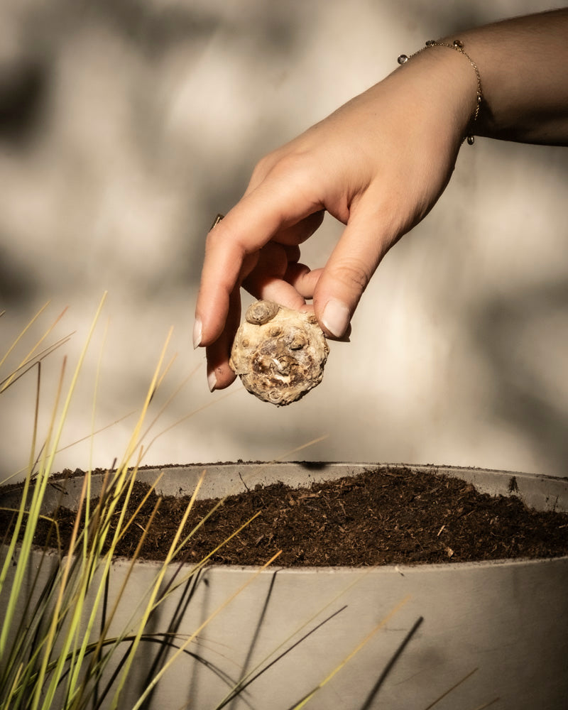 Eine Hand hält eine kleine Samenkugel über einen Pflanzkübel mit Erde, grasähnlichen Pflanzen und einem Calla-Rhizom am Rand. Der sanft beleuchtete Hintergrund ist unscharf.