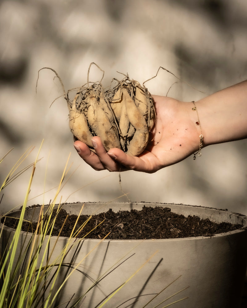 Eine Hand hält Dahlien (dunkelrot) Knollen über einem runden Topf mit Erde, daneben grasartige Pflanzen. Ideal zum Pflanzen und Bewundern der beeindruckenden dunkelroten Blüten. Der Hintergrund ist unscharf.
