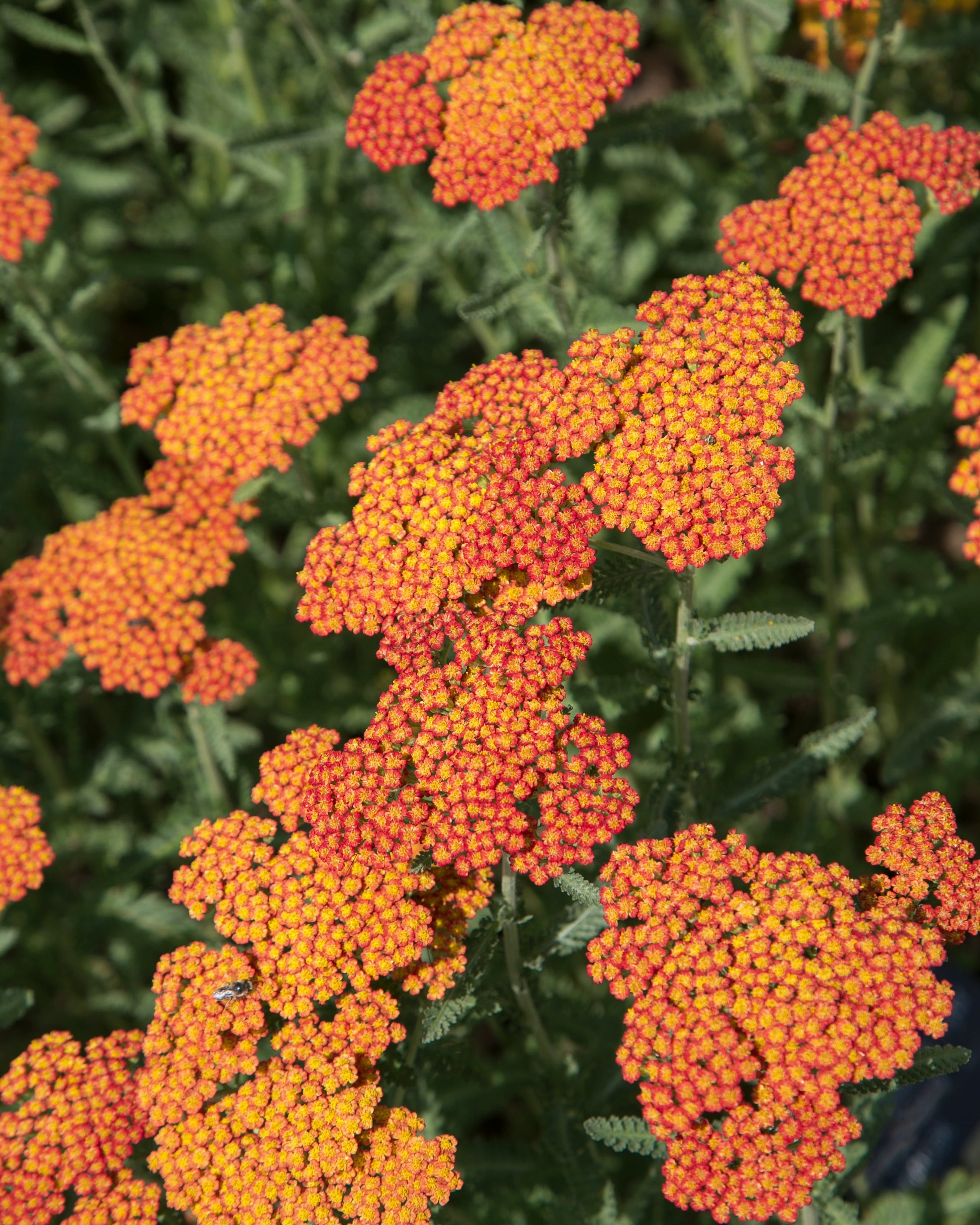Eine Nahaufnahme von dicht gedrängten Schafgarbenblüten (orange-braun), deren kleine Blüten und zarte Blütenblätter sich vor einem weichen, grünen Hintergrund abheben.