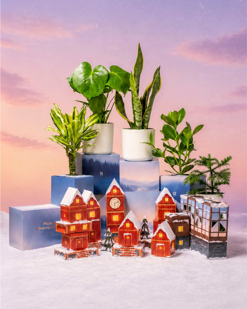 Adventskalender-Winterdorf im Morgenrot mit roten Papierhäuschen und Zimmerpflanzen auf blauen Podesten vor rosafarbenem Morgenhimmel im Schnee.
