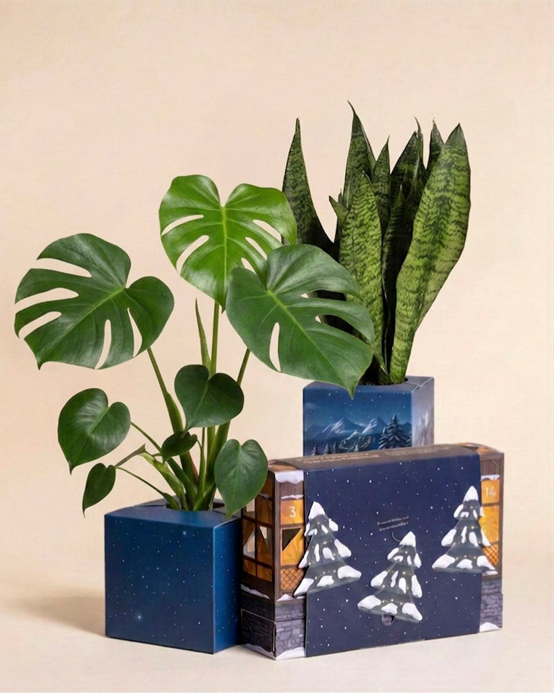 Monstera und Bogenhanf in einem blauen Übertopf neben der Adventskalender-Box mit Tannenmotiv in Abendblau.