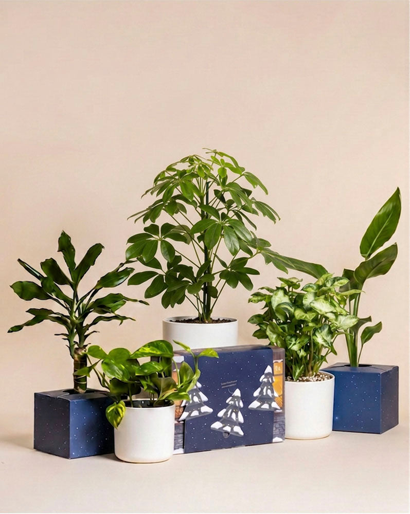 Zimmerpflanzen in blauen und weißen Töpfen rund um die Adventskalender-Box mit Tannenmotiv in Abendblau.