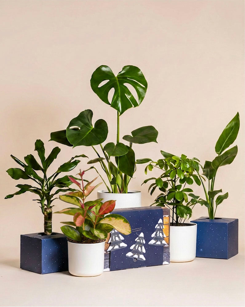 Verschiedene Zimmerpflanzen in blauen und weißen Töpfen hinter der blau bedruckten Adventskalender-Box mit Tannenmotiv.