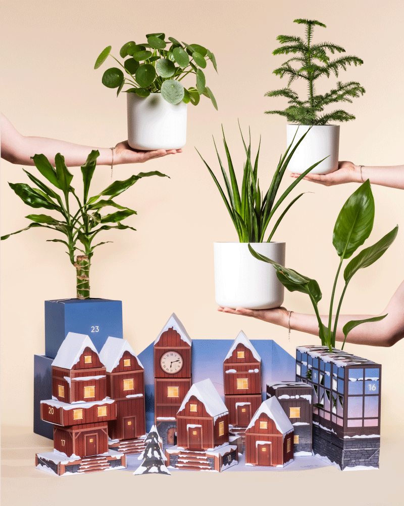 Drei Hände halten den Pflanzen-Adventskalender (Dschungel-Version) mit üppigen Pflanzen über einer festlichen Auslage von Papierhäusern, einem Uhrenturm und einem Gewächshaus, die eine gemütliche Winterdorfszene auf einem beigen Hintergrund bilden.