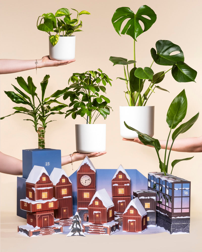 Dschungel-Extra zum Adventskalender