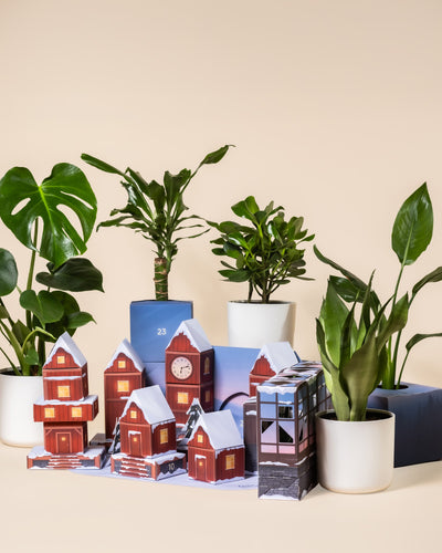 Dschungel-Extra zum Adventskalender