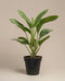 Aglaonema Stripes ohne übertopf