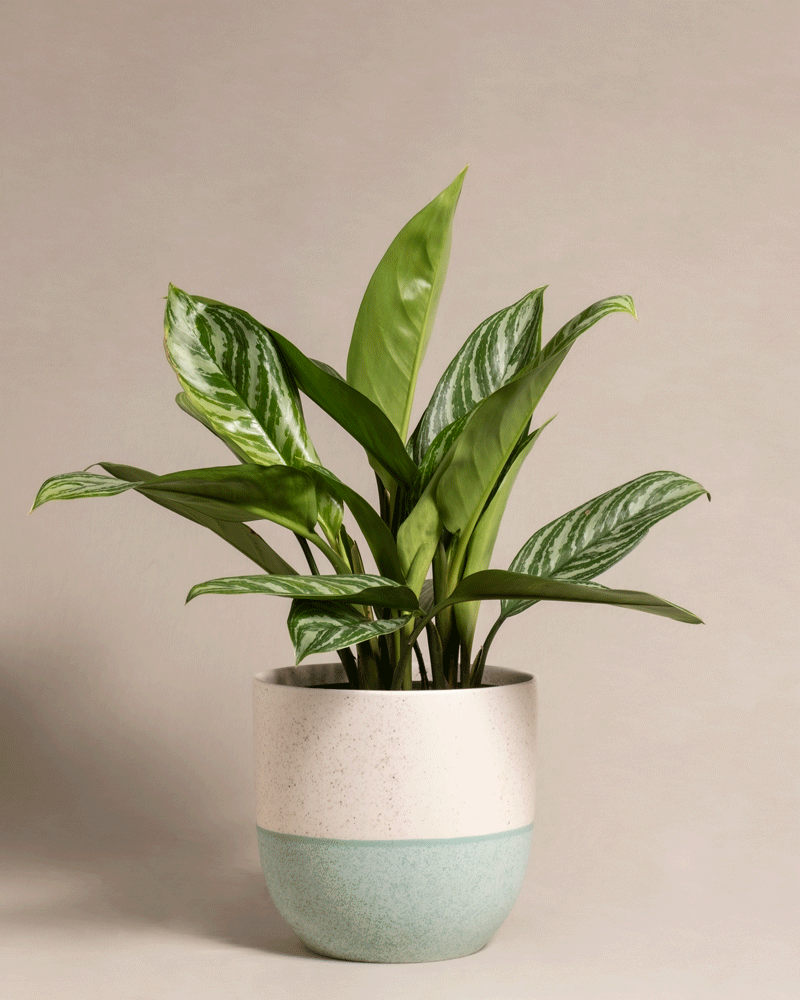 Aglaonema Stripes in vershiedenem 'Variado' Kermik-Topf von feey