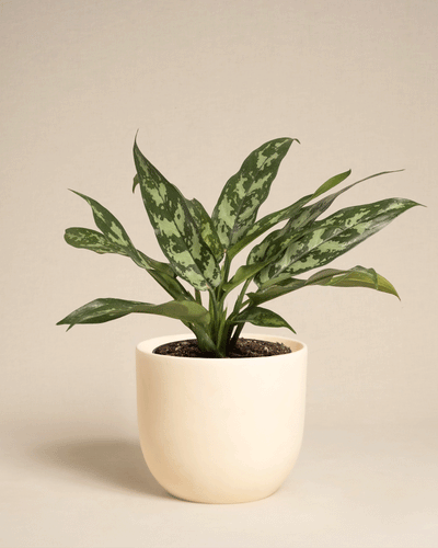 Die Aglaonema Maria ist eine grünblättrige Pflanze mit länglichen, gesprenkelten Blättern in einem cremefarbenen Keramiktopf, der vor einem schlichten beigen Hintergrund präsentiert wird.
