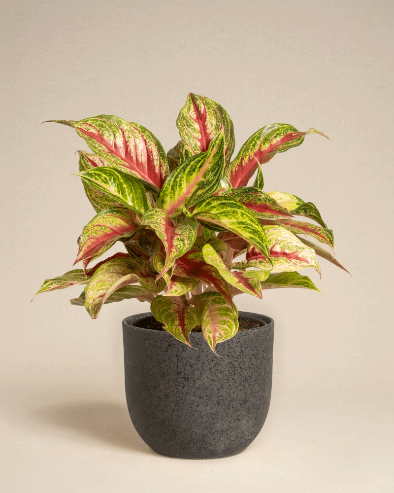Die Aglaonema Siam Violet zeichnet sich durch leuchtend grün und rosa bunte Blätter aus und wird in einem schlichten dunkelgrauen Topf vor einem schlichten beigen Hintergrund präsentiert.