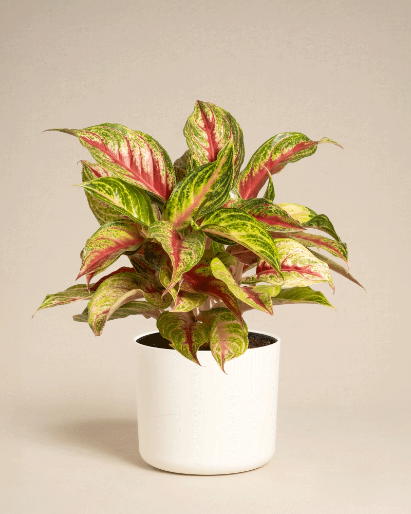 Die Aglaonema Siam Violet ist eine leuchtende Topfpflanze mit breiten grünen Blättern mit rosa und cremefarbener Panaschierung, die in einem einfachen weißen Topf vor einem neutralen beigen Hintergrund präsentiert wird.
