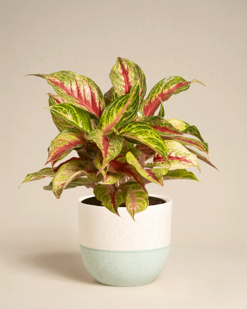 Das Aglaonema Siam Violet mit seinen grün und rosa bunten Blättern wird in einem weißen Topf mit hellblauem Boden vor einem schlichten beigen Hintergrund präsentiert.