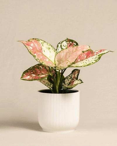 Eine Aglaonema Jazzy Red (auch Kolbenfaden genannt) in 'Vibes' Töpfen in den Farben Weiß, Gelb, Mint und Dunkelblau