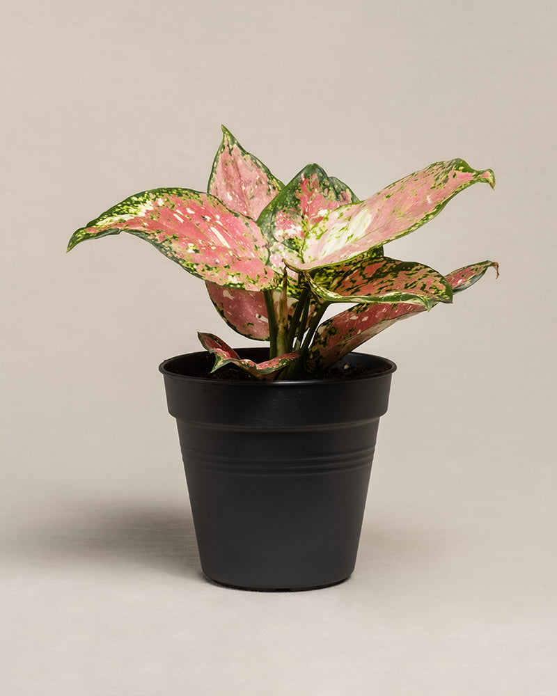 Eine Aglaonema Jazzy Red in einem schwarzen Innentopf.